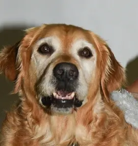 Andachtsbild von Micha mit Cäsar im Herzen