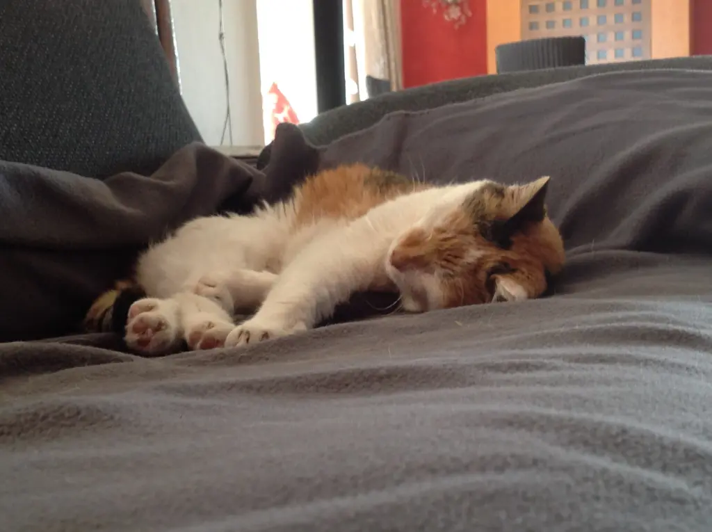 Condolence image of Sabine mit Mimmi im Herzen