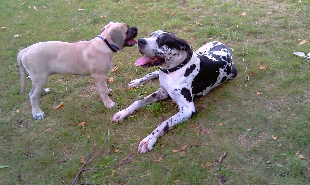 Condolence image of Daniela mit Sniper im Herzen