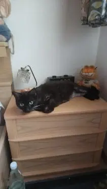 Image from Kira ( Püppi )