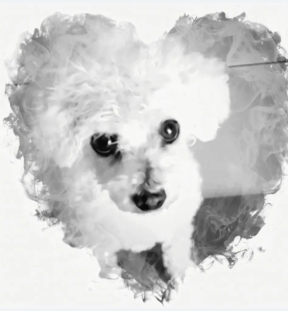 Andachtsbild von Gaby mit Snowy im Herzen