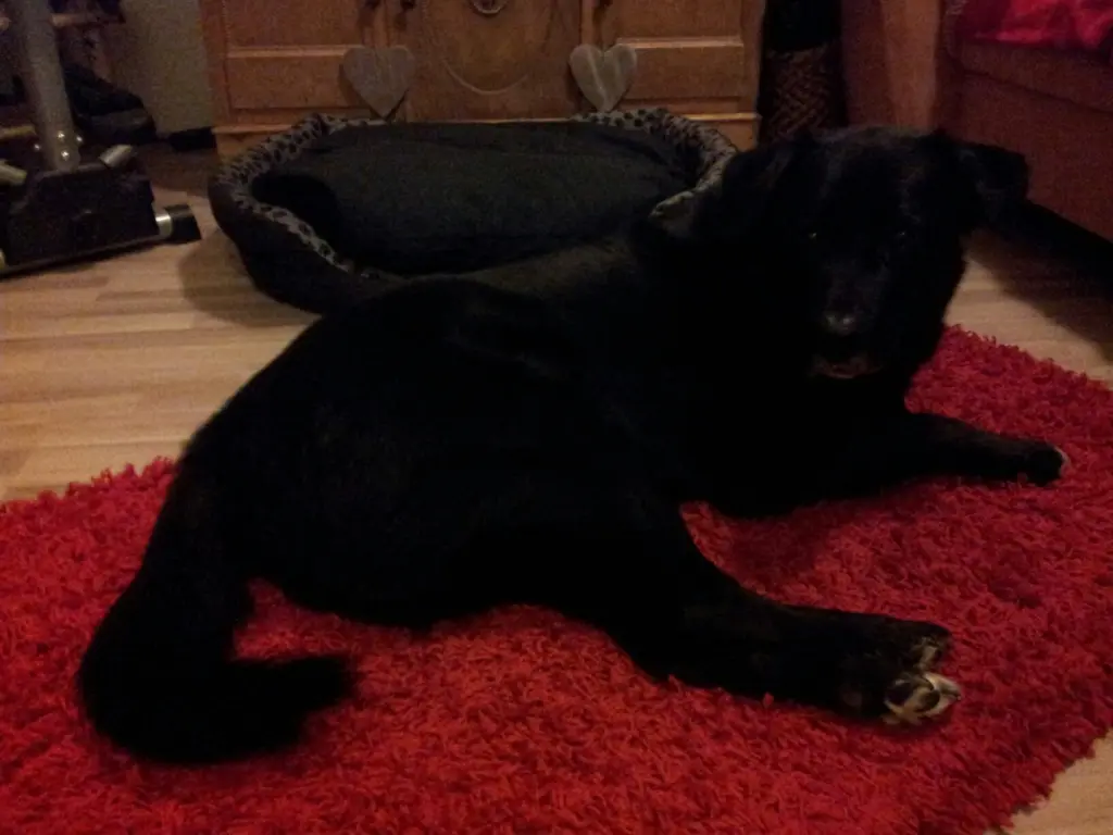 Condolence image of Andrea mit Apollo im Herzen