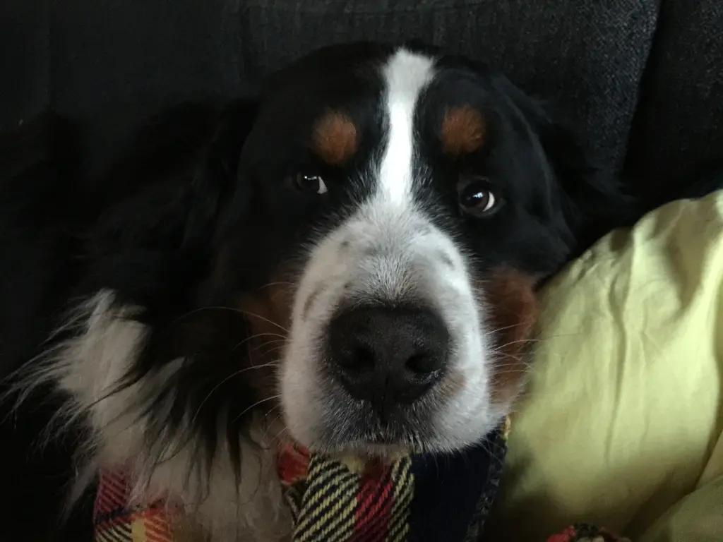 Condolence image of Rocco mit Anton