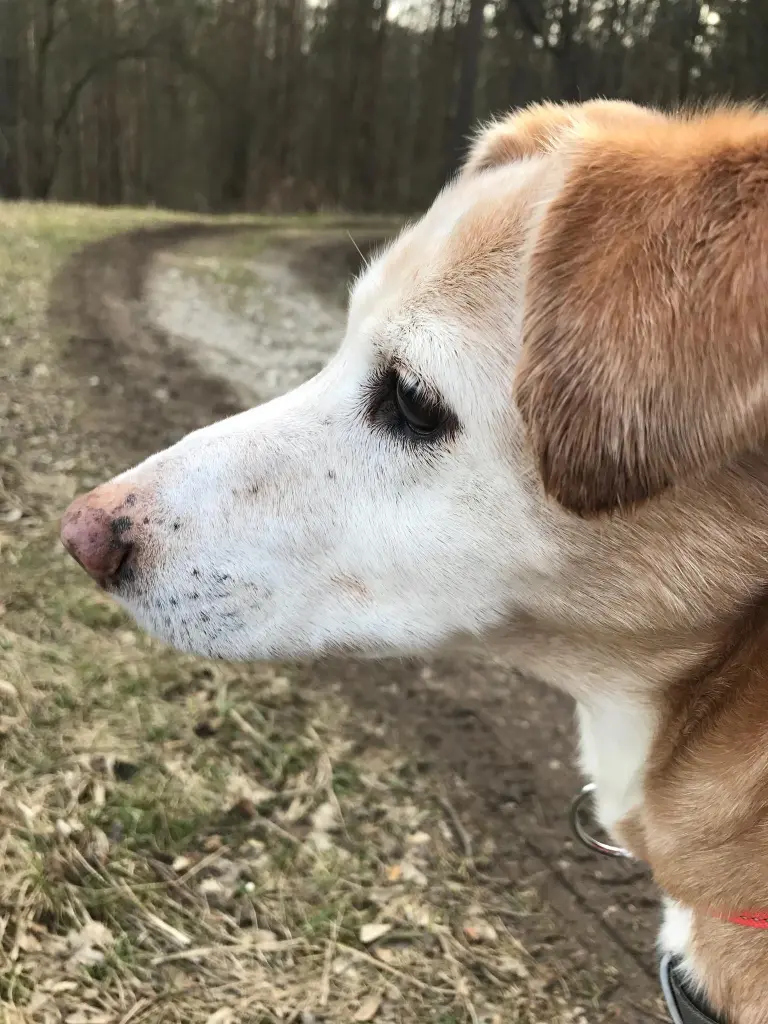 Image from Luna