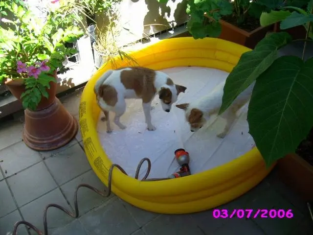 Condolence image of Petra