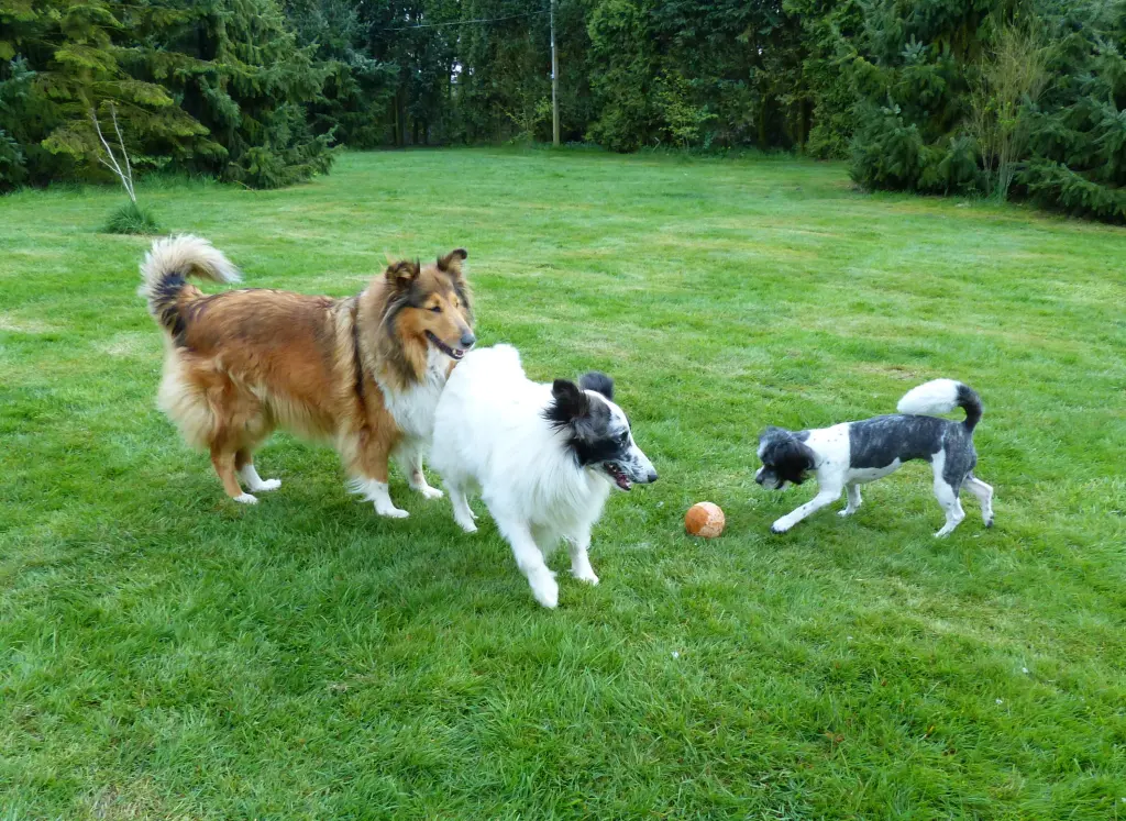 Andachtsbild von Collie in Not