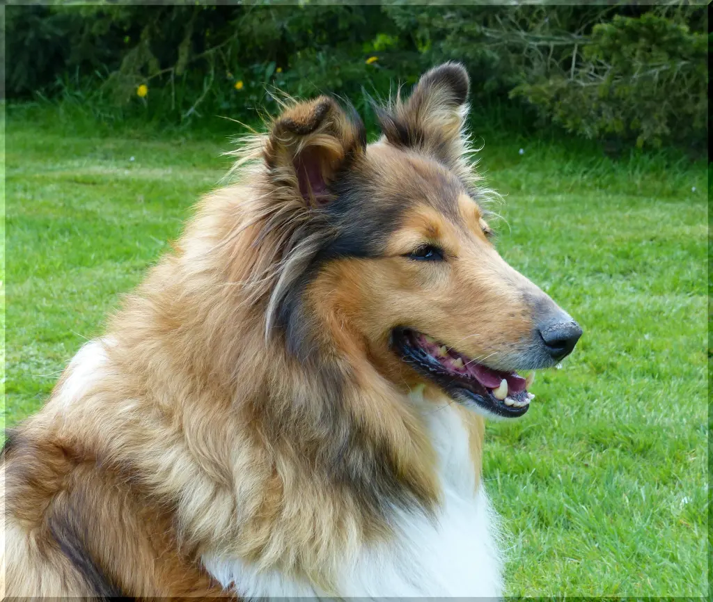 Bild von Daphne