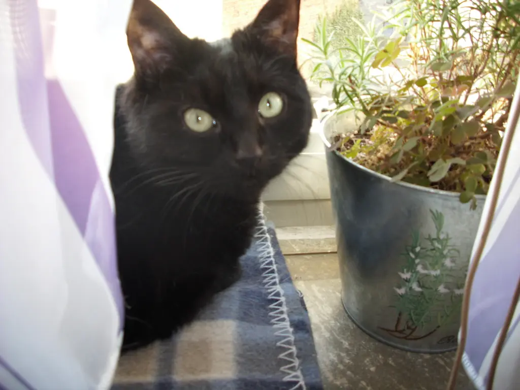 Image from Flöhchen