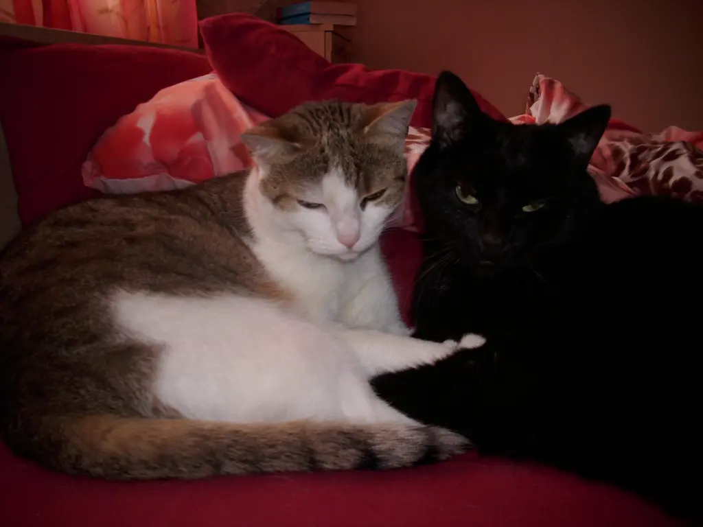 Image from Flöhchen