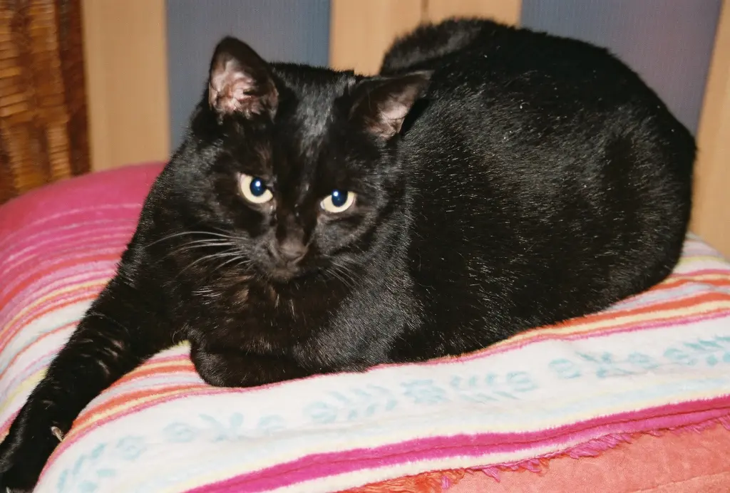 Image from Flöhchen