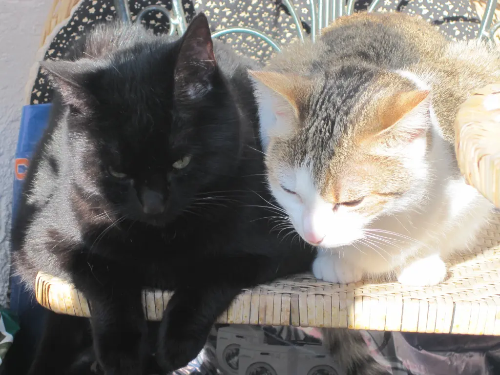 Image from Flöhchen