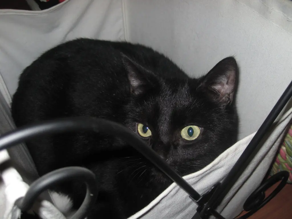 Image from Flöhchen