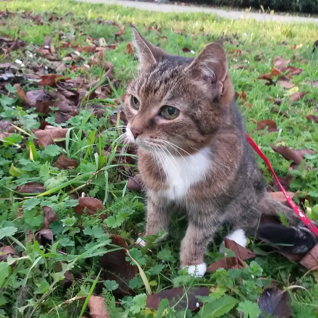 Image from Minou