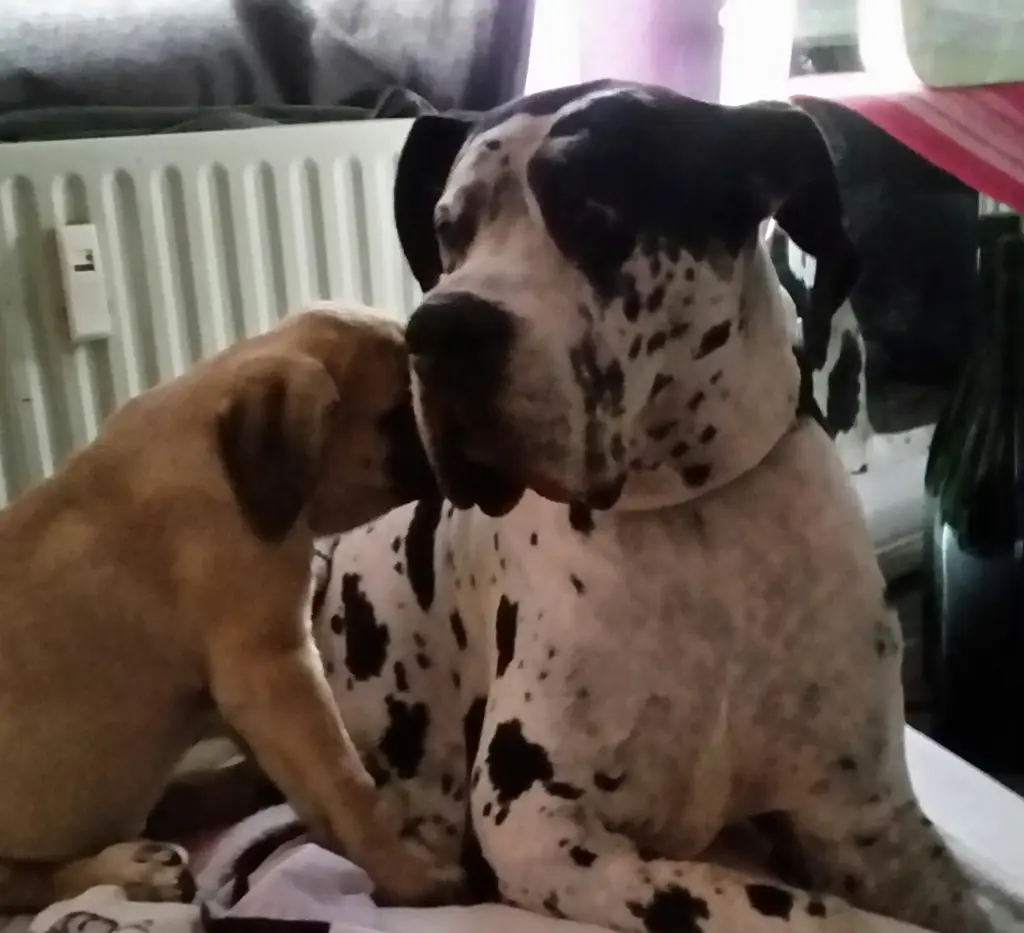 Condolence image of Daniela mit Sniper im Herzen