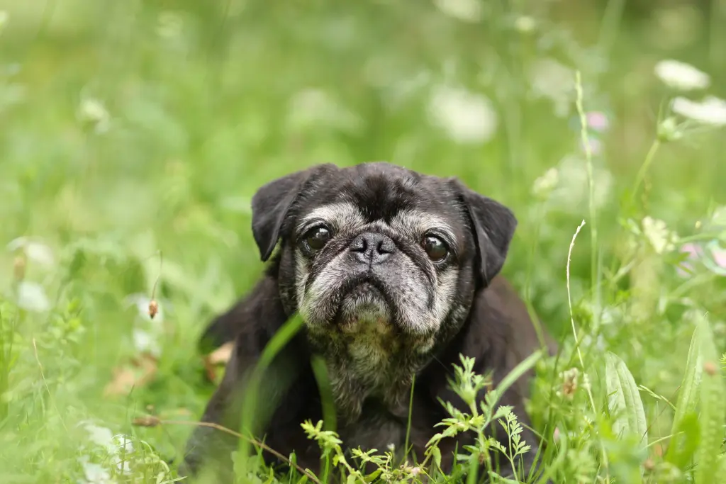Condolence image of Cornelia mit Bruno & Barni im Herzen