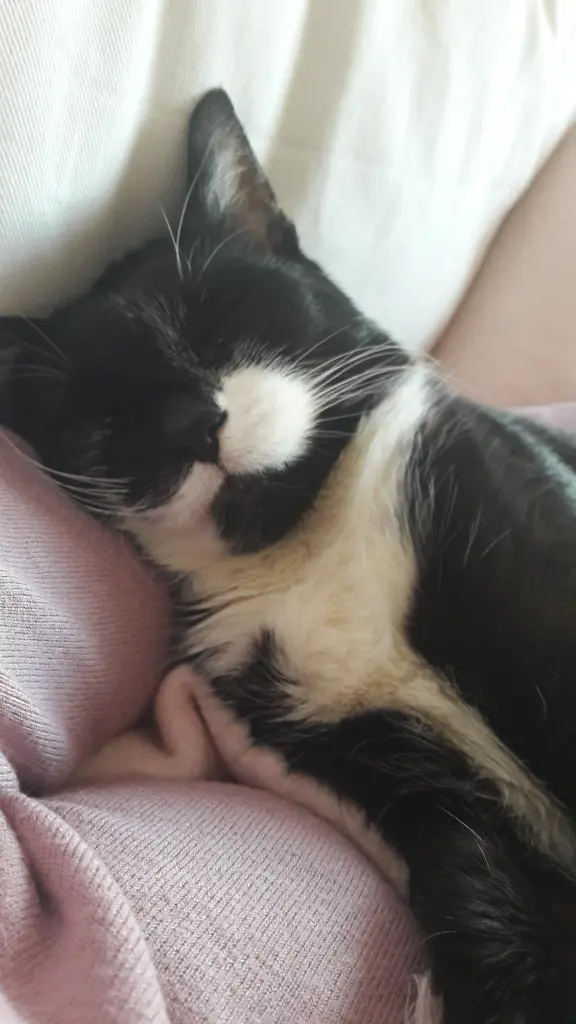 Image from Simon alias Momo