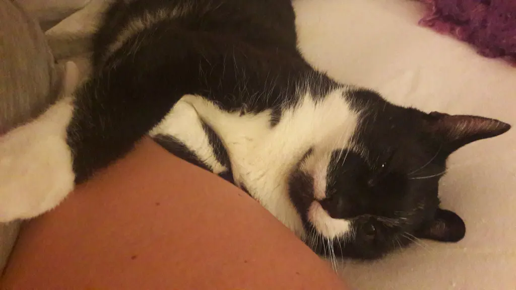 Image from Simon alias Momo