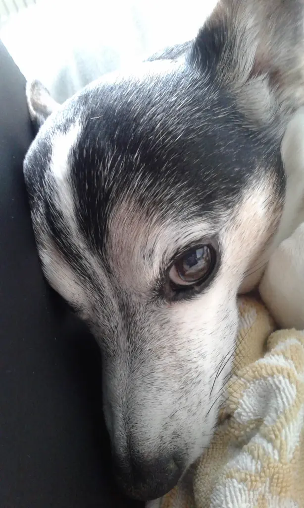 Andachtsbild von Ruth mit Atilla im Herzen