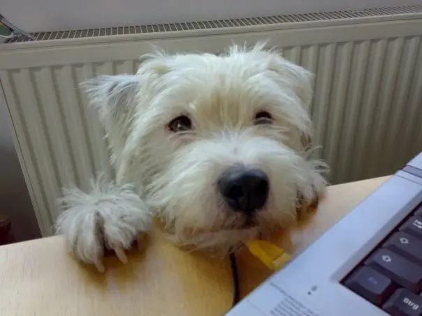 Condolence image of Gesine mit Firlefanz im Herzen (verstorben 1.11.2017)