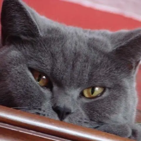 Andachtsbild von Susanne