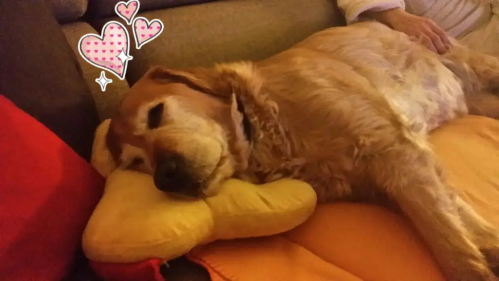 Condolence image of Micha mit Cäsar im Herzen