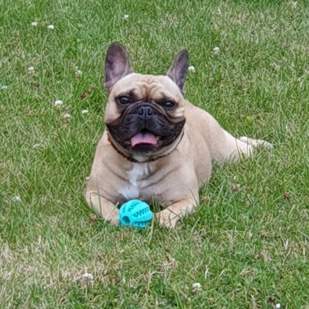 Andachtsbild von Thomas 