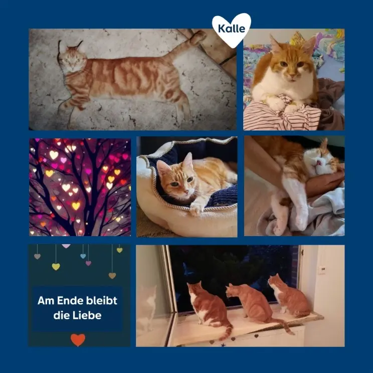 Andachtsbild von Ein Sonntagsröschen für Kalle