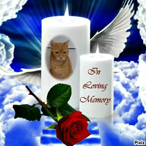 Andachtsbild von Tanja mit Timmy im Herzen 