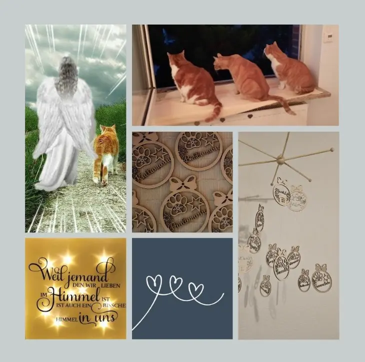 Andachtsbild von Sonntagsrosen für Kalle