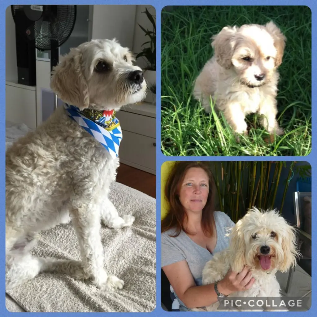 Andachtsbild von Ein Sonntagsröschen für Kalle