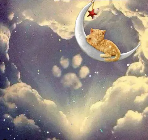 Andachtsbild von Ein besonderes Sonntagsröschen für Kalle