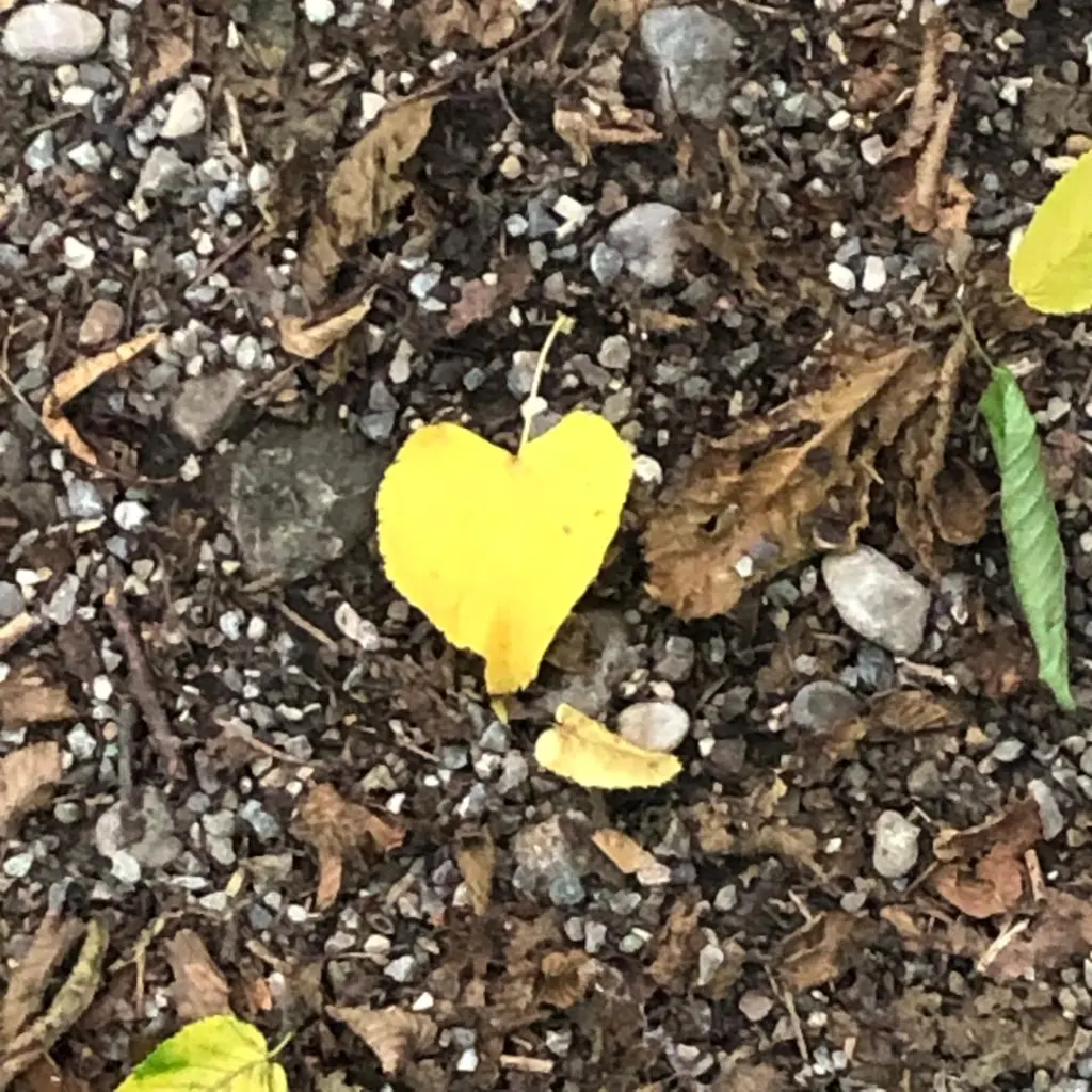 Andachtsbild von Eine Sonntagsrose für Kalle