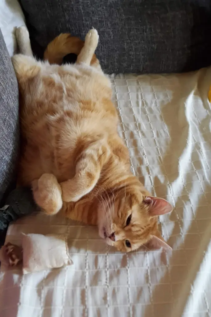 Andachtsbild von ❤️45 Wo❤️Deine Mutti und deine Oma ❤️