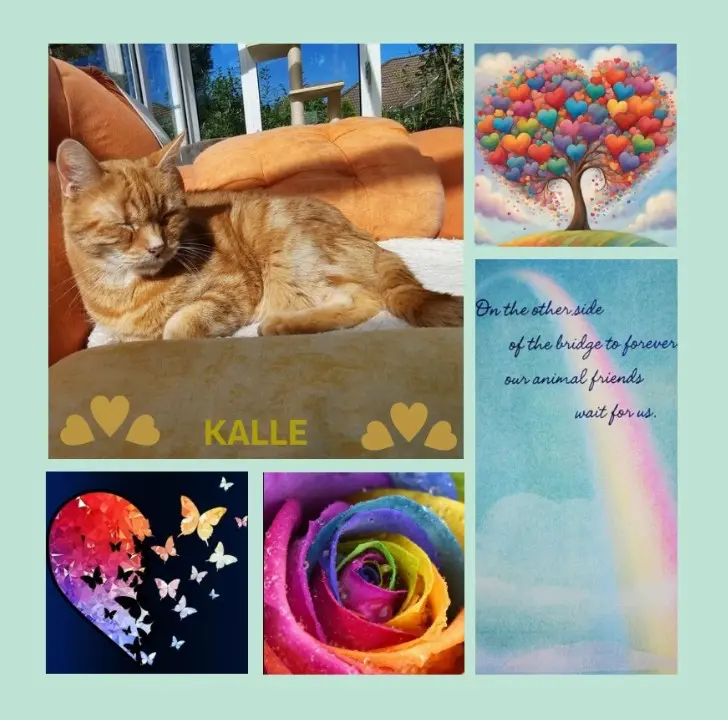 Andachtsbild von Ein spätes Sonntagsröschen