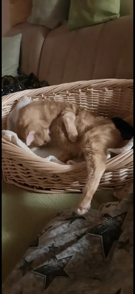 Andachtsbild von ❤️48 Wo❤️Deine Mutti und deine Oma ❤️