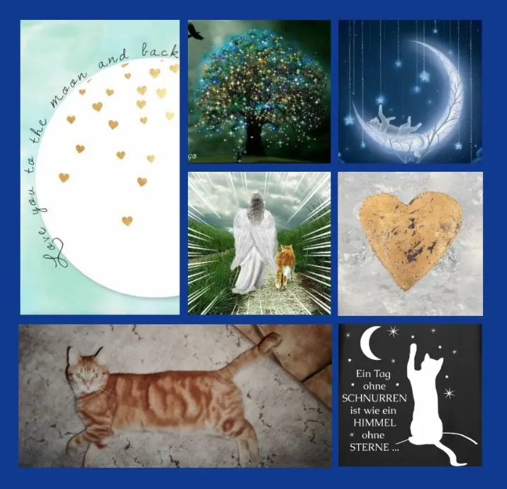 Andachtsbild von Ein Sonntagsröschen für Kalle