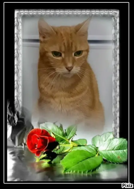 Andachtsbild von Tanja mit Timmy im 💘