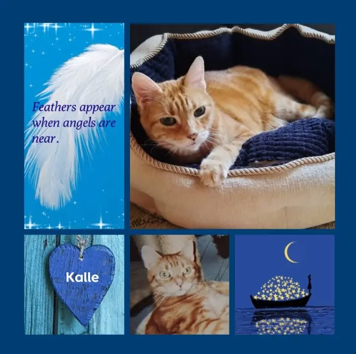 Condolence image of Eine Sonntagsrose für Kalle