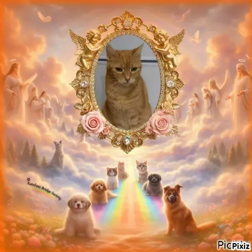 Condolence image of Tanja mit Timmy im 💘🐈🐾