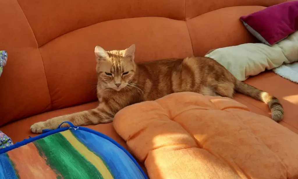 Condolence image of ❤️69 Wo❤️Deine Mutti und deine Oma ❤️