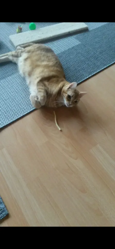 Condolence image of ❤️16 Mo❤️Deine Mutti und deine Oma ❤️