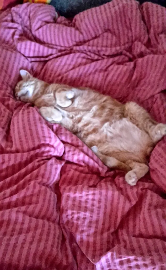 Condolence image of ❤️70 Wo❤️Deine Mutti und deine Oma ❤️