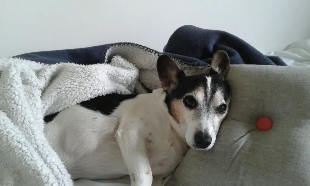 Condolence image of Ruth mit Atilla im Herzen