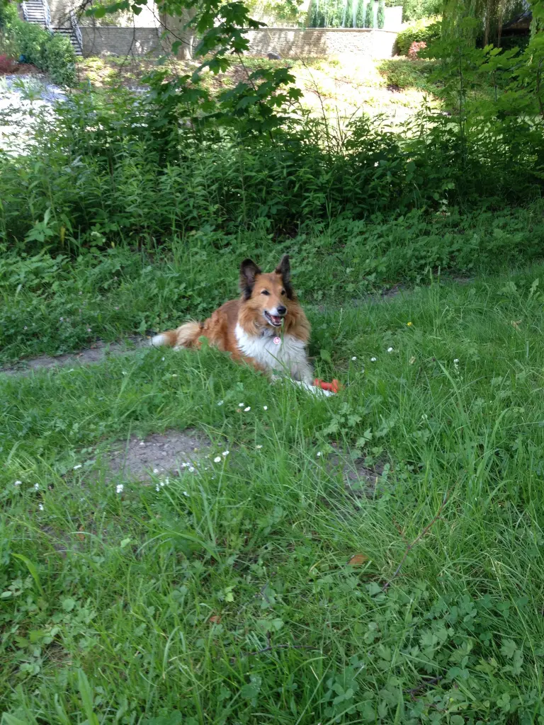 Condolence image of Katharina mit Merle im Herzen