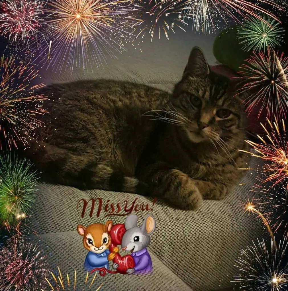 Condolence image of Linda mit Kater Pünktchen im Herzen 