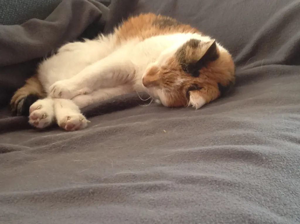 Condolence image of Sabine mit Mimmi im Herzen