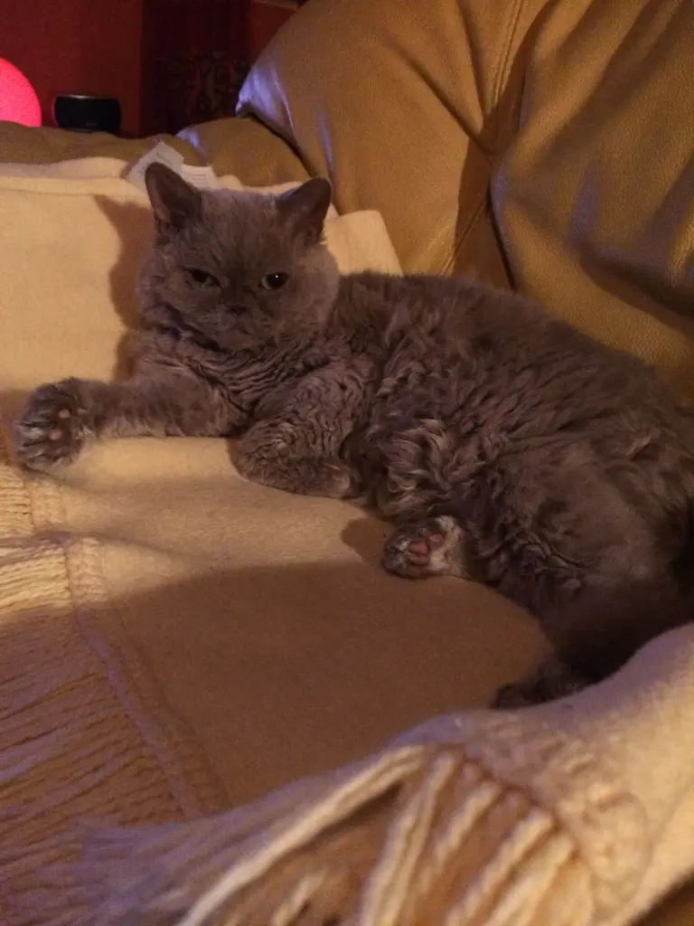 Bild von Merlin