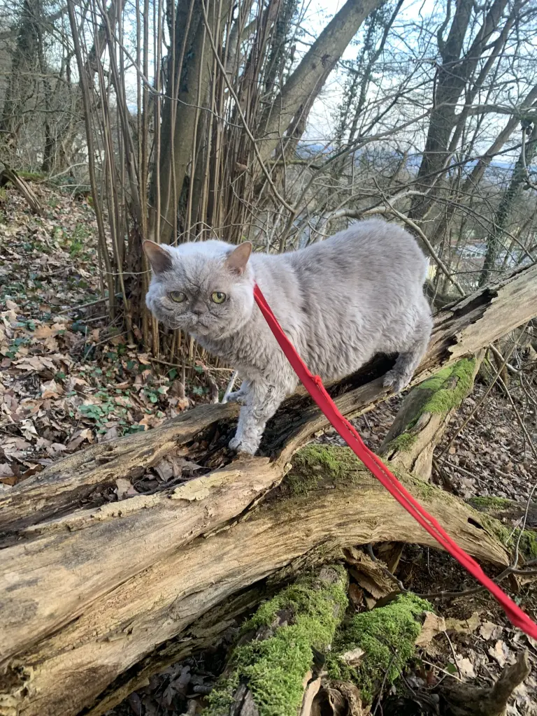 Bild von Merlin