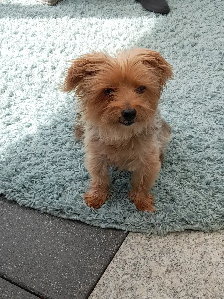 Bild von Sammy
