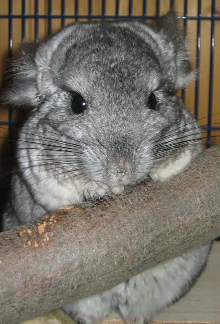 Condolence image of Stefanie und Dirk mit Mausi im Herzen